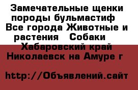 Замечательные щенки породы бульмастиф - Все города Животные и растения » Собаки   . Хабаровский край,Николаевск-на-Амуре г.